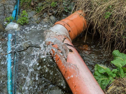 The Role of Tree Roots in Sewer Line Damage | Sewer Renewal Specialists